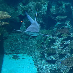 Meet your Posher, Leilani